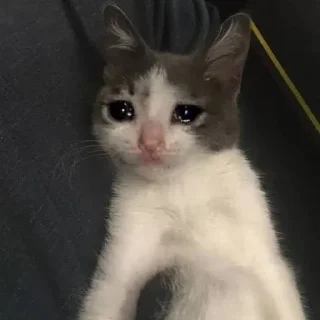 🐱