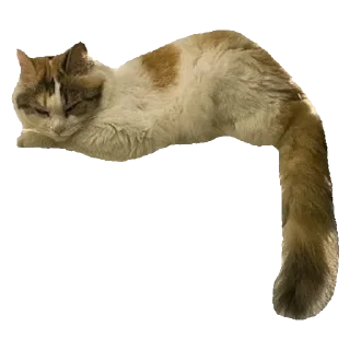 🐈