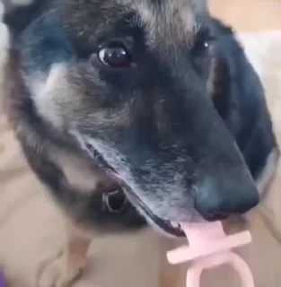 🐶