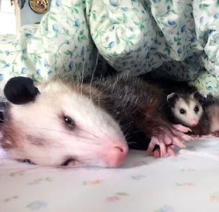 😴
