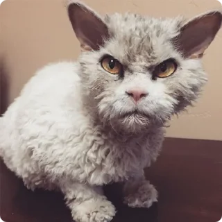 😡