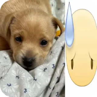🐶