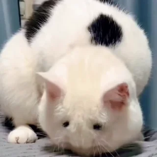 🐈