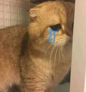 😿