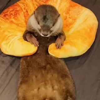 🥐