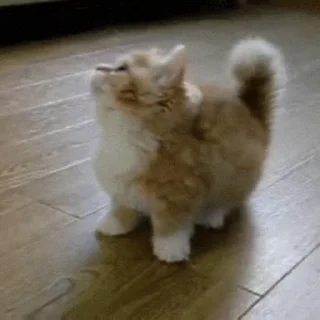 🐱