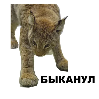 🐈