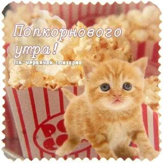 🐱