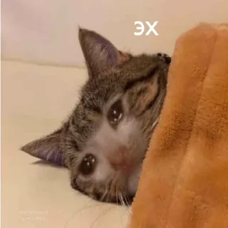 🐕