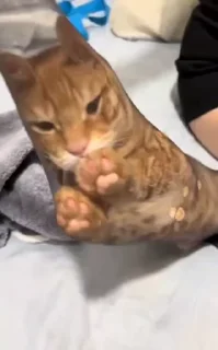🌟