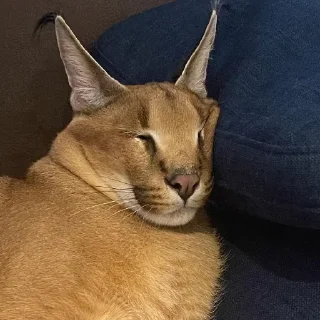 😴