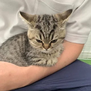 🐈