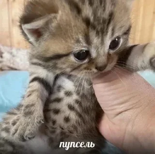 🥺