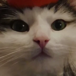🥺