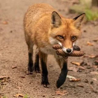 😠