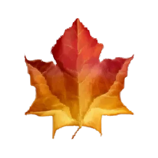 🍁