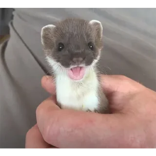 🤲