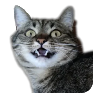 🐱