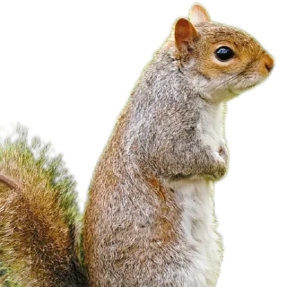 🐿️