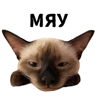 🐱