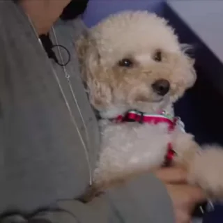🌟