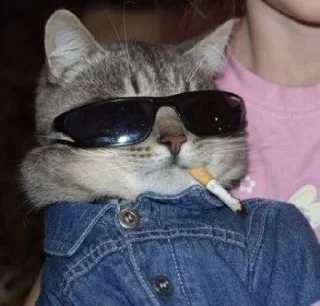 🐱