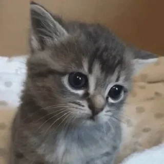 😾