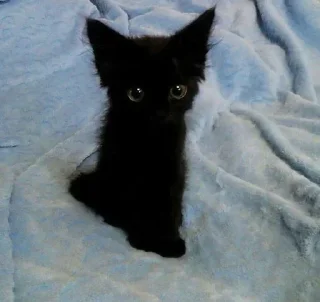 😺