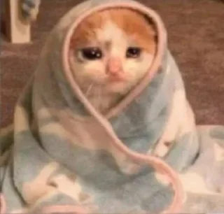😿
