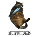 Мысли кота