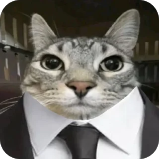 🐱
