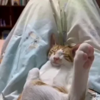 🐈