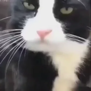 👅