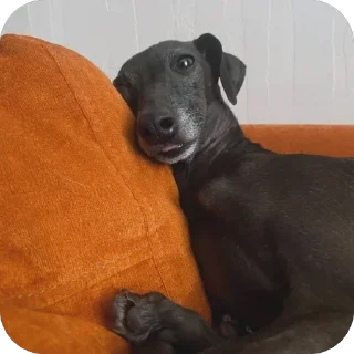 🐶
