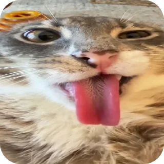 🐱