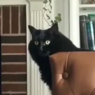 😸