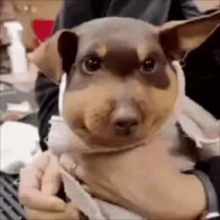 🤩