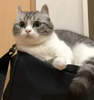 🎌
