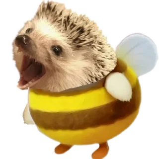 🦔