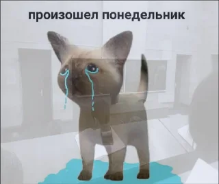 😿