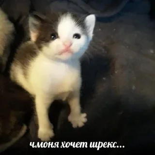 🥺