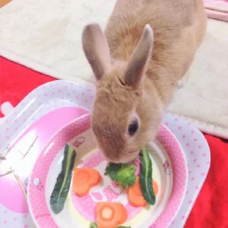 🐰