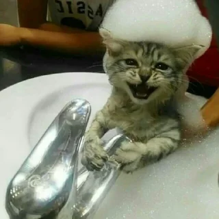 🐈
