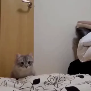 🤩