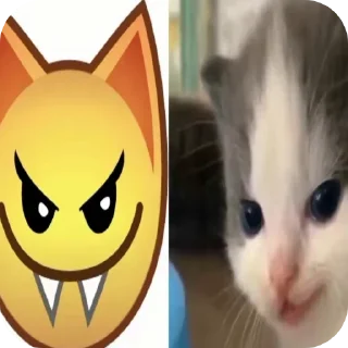 🐱