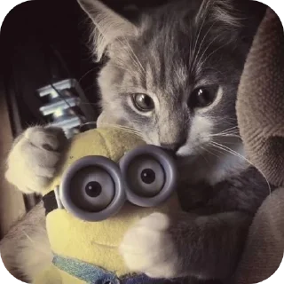 🐱