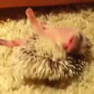 👅