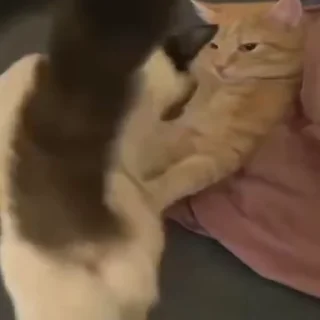🐈‍⬛