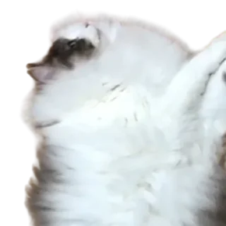 😺