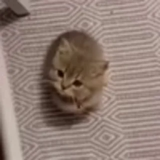 🐈‍⬛
